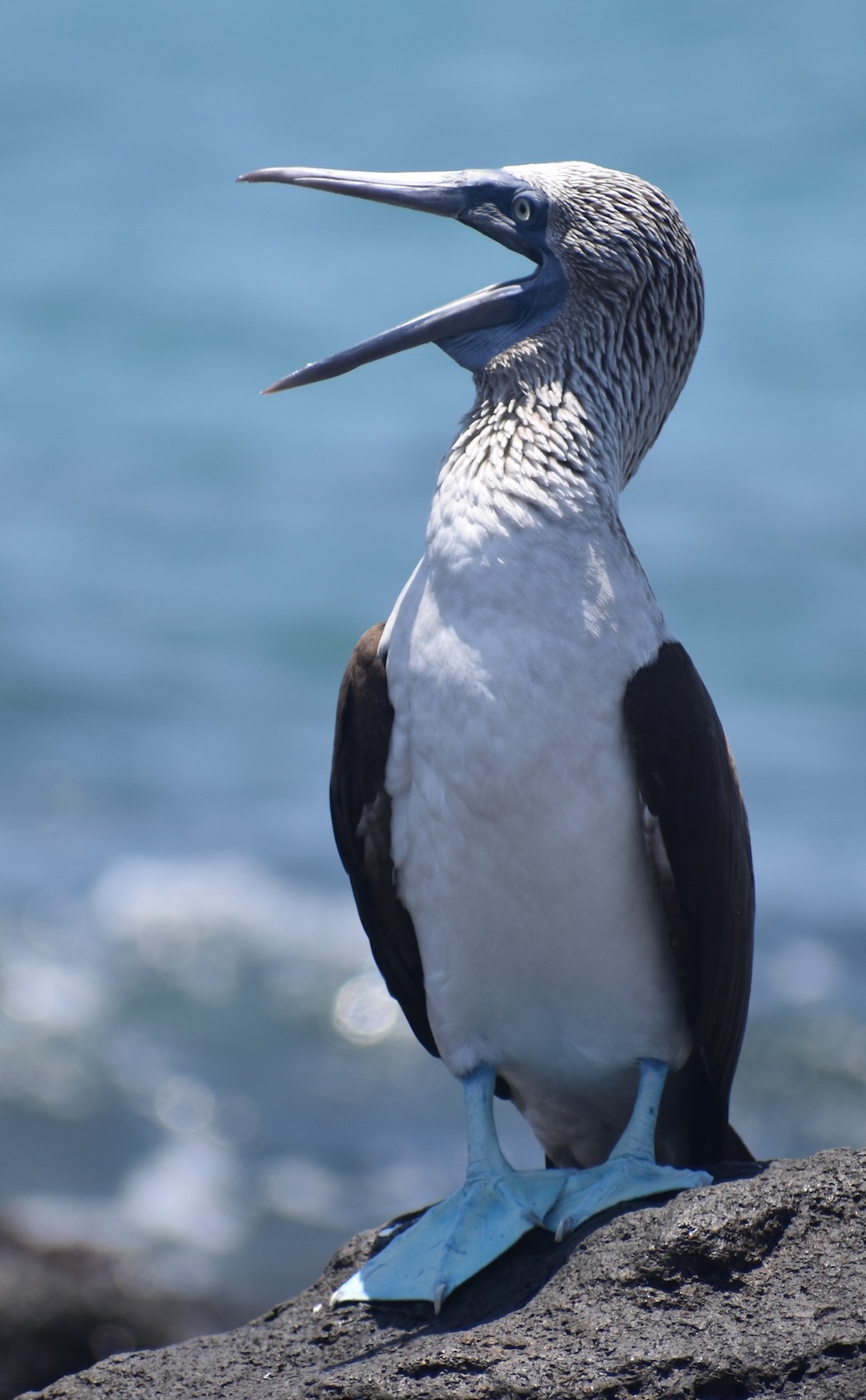 Un fou (ou deux; île Mosquera, Galàpagos)