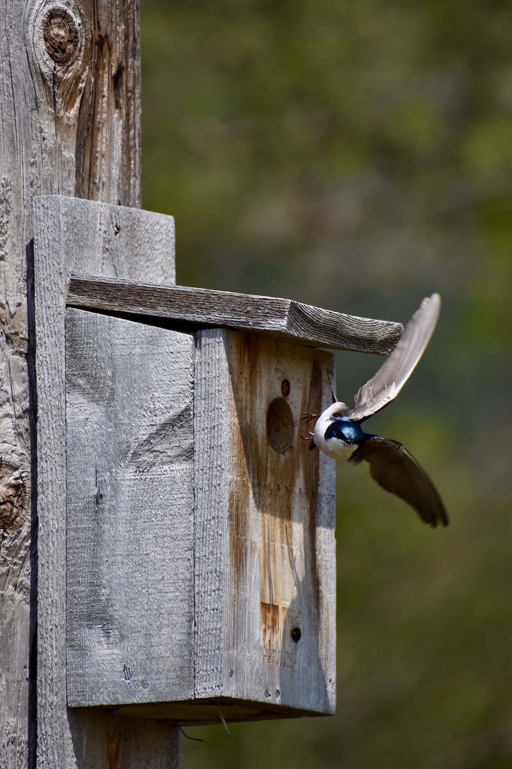 Hirondelle bicolore Cap Tourmente 2024
